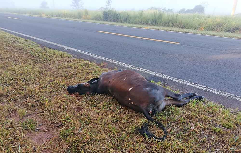 Três veículos atropelam dois bovinos na SP-261, em Cerqueira César - sudoestepaulista