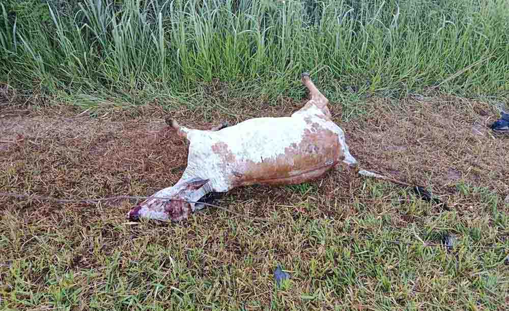 Três veículos atropelam dois bovinos na SP-261, em Cerqueira César - sudoestepaulista