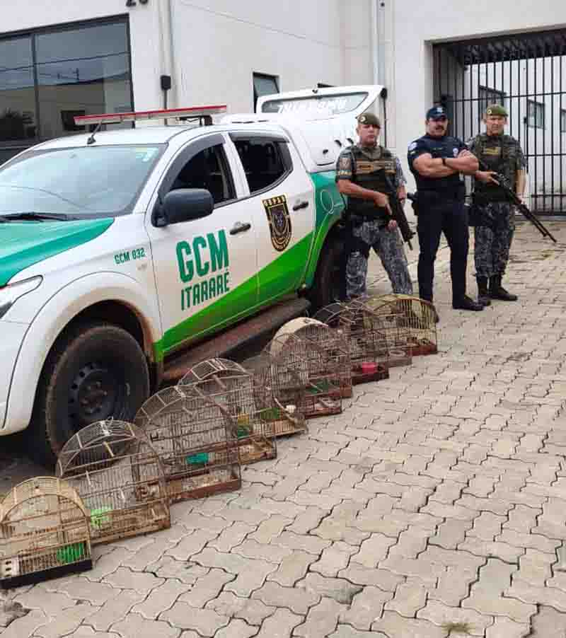 Aves silvestres mantidas ilegalmente em cativeiro são resgatadas pela GCM em Itararé - sudoestepaulista