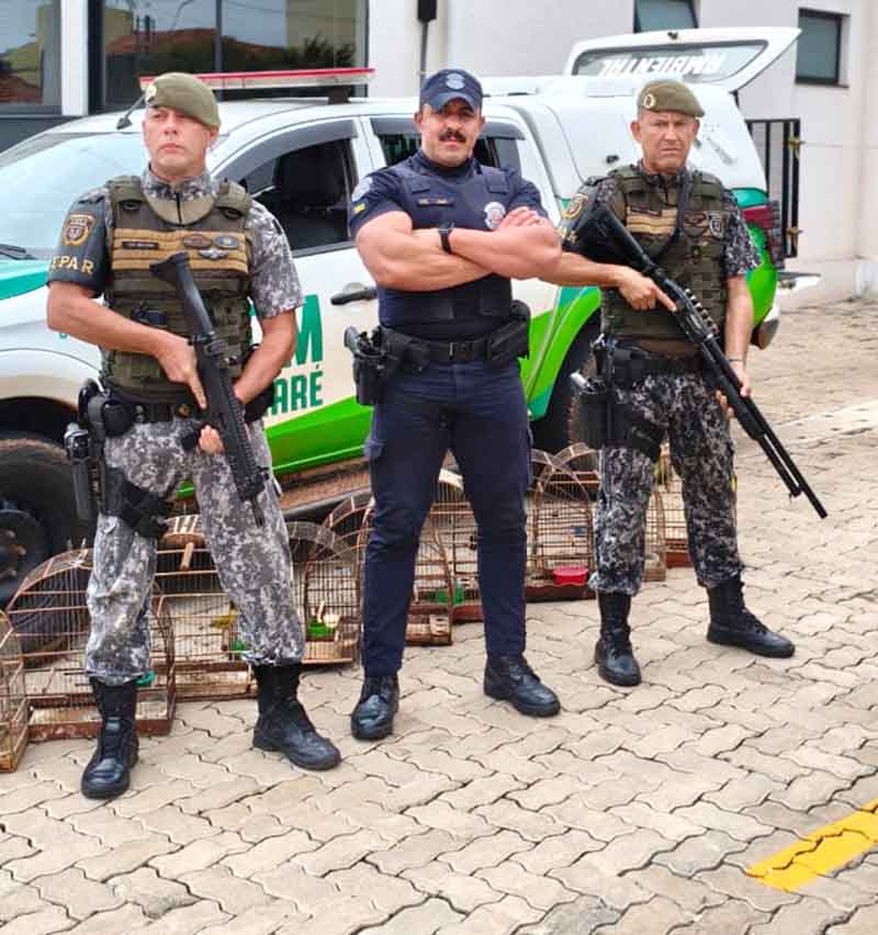 Aves silvestres mantidas ilegalmente em cativeiro são resgatadas pela GCM em Itararé - sudoestepaulista