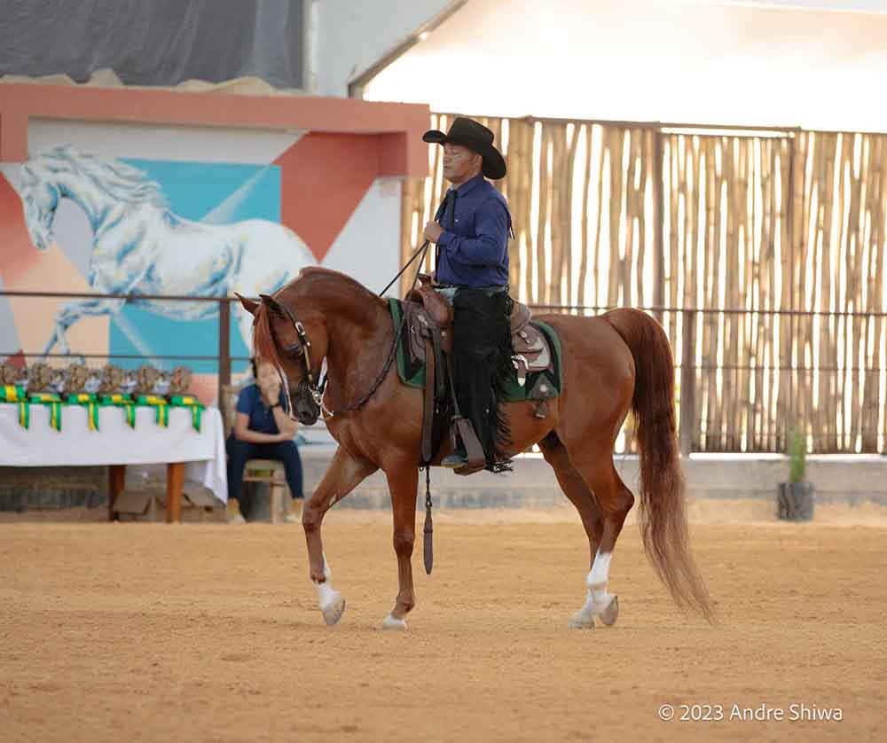 Começa em Avaré a 39ª Exposição Interestadual do Cavalo Árabe - sudoestepaulista