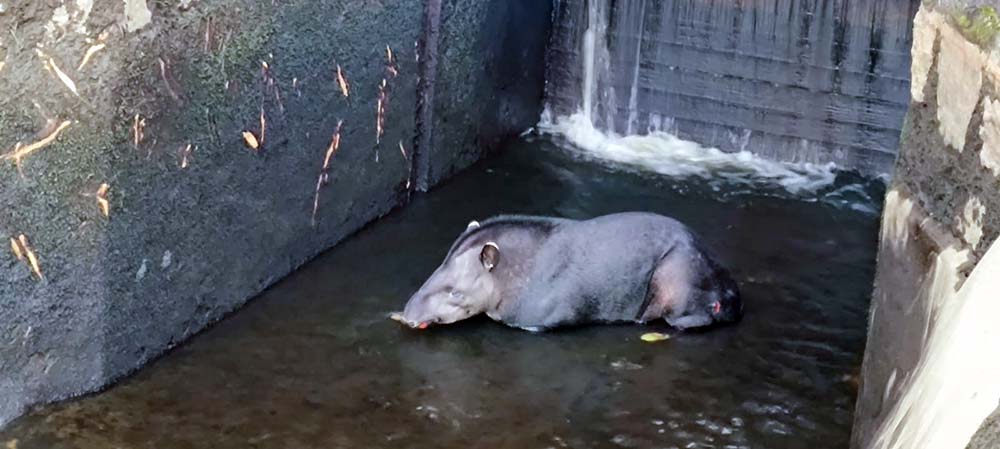 O drama para salvar uma Anta presa em um canal construído por uma usina hidrelétrica - sudoestepaulista