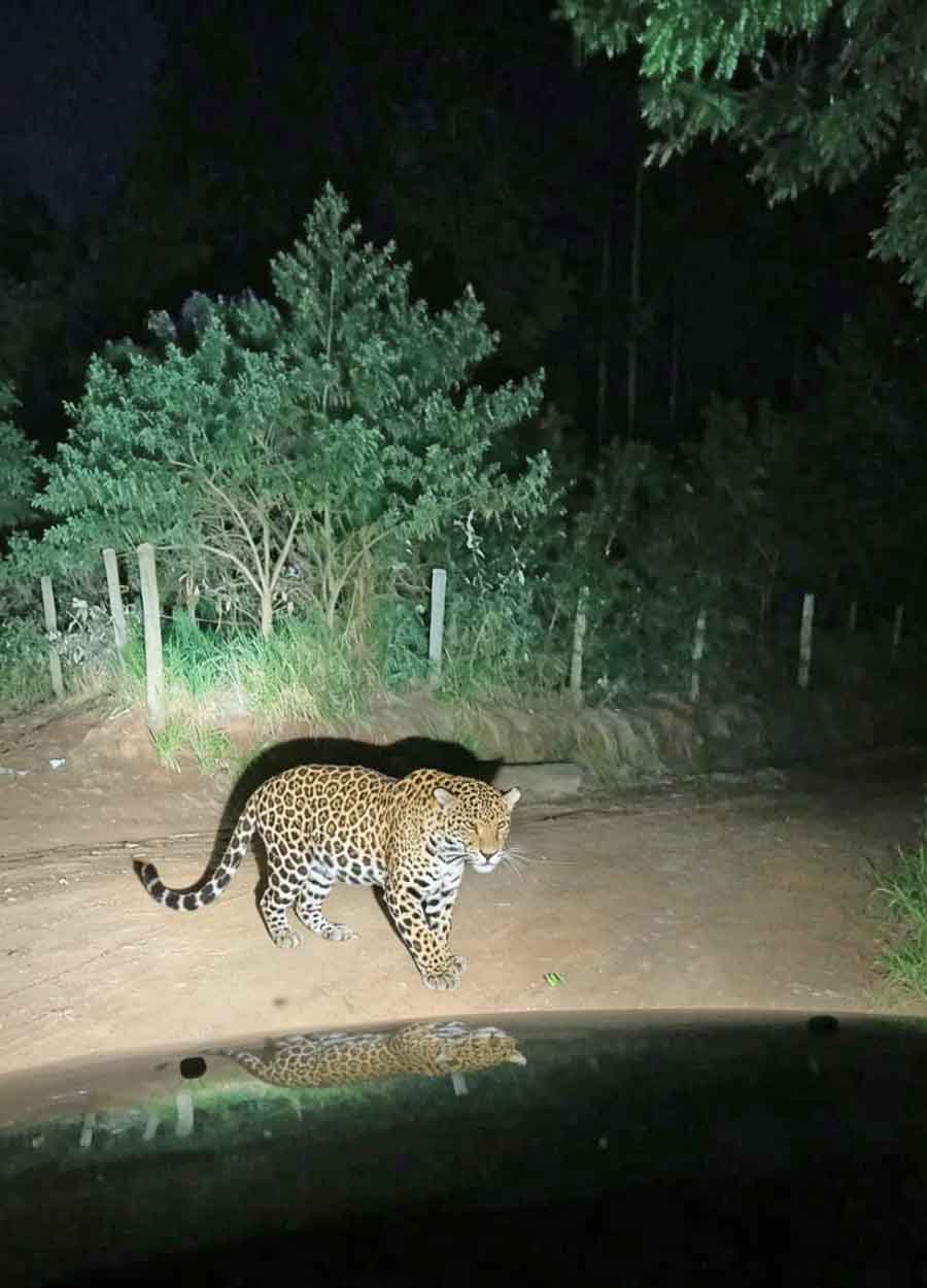 Proprietários rurais ameaçam caçar onça-pintada após ser vista em Capão Bonito - sudoestepaulista