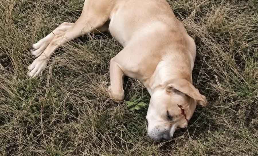 Avareenses e amantes da Causa Animal imploram por justiça pelo assassinato brutal de Aninha - sudoestepaulista Avareenses e amantes da Causa Animal imploram por justiça pelo assassinato brutal de Aninha - sudoestepaulista
